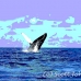 whale_humpback_h_00408_dom2455.jpg